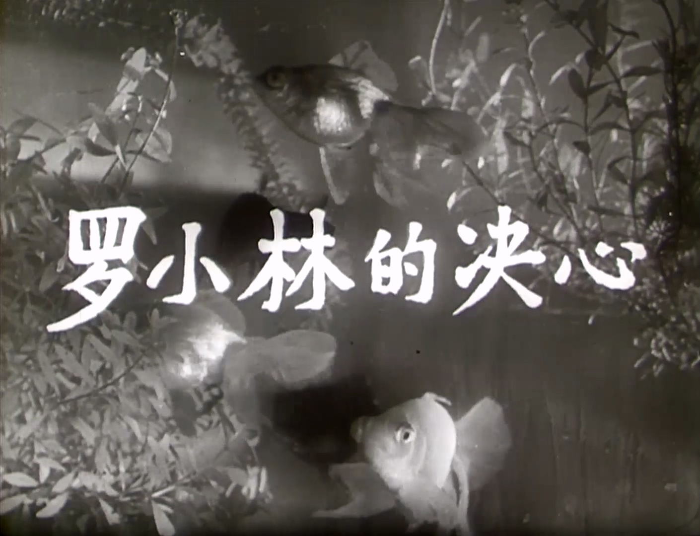罗小林的决心.mp4_20250527_214851.552.jpg