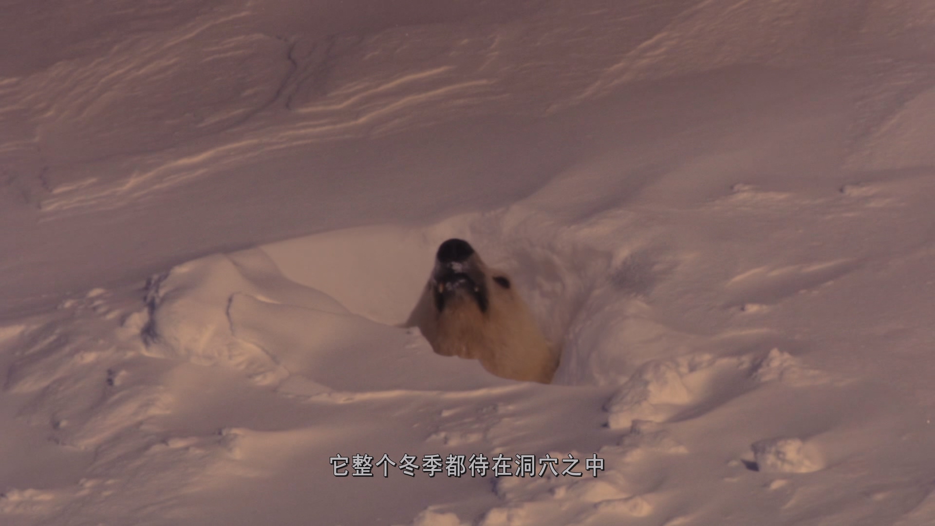 地球脉动.第1季.01.两级之间.Planet.Earth.2006.1080p.DIY@TTG.国英中字特效.mkv_2025.jpg