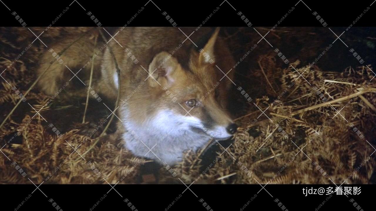 贝尔斯通之狐.720P(原音双字-00_58_44-2025_09_29_19_21_04.jpg
