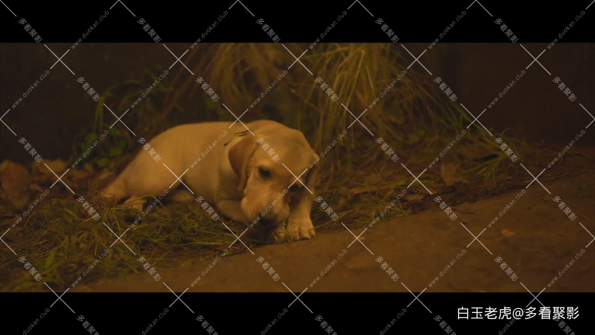777.Charlie.2022.1080p.WEB-DL.H264.AAC-MOMOWEB.mkv4.jpg