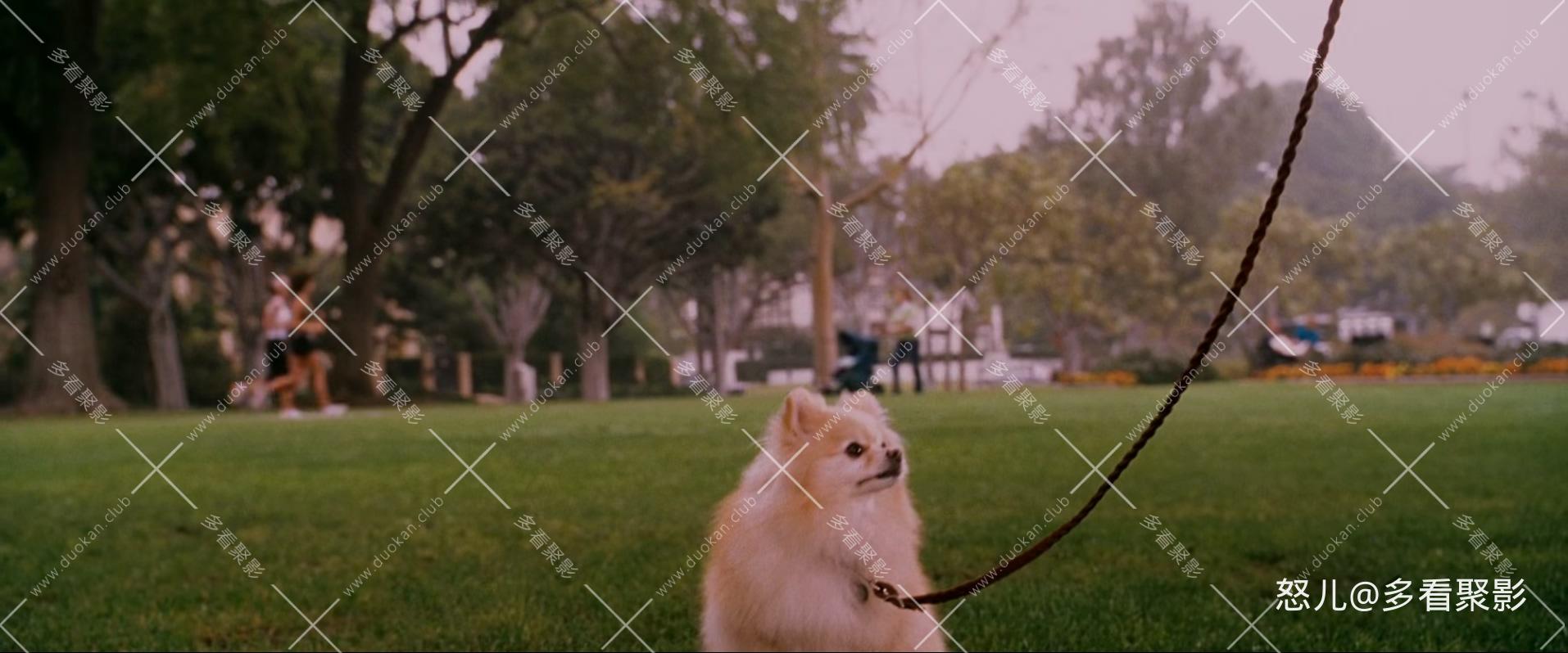 比佛利拜金狗1.Beverly.Hills.Chihuahua.2008.1080p.BluRay.x265.2audio-RARBG.mkv_20.jpg