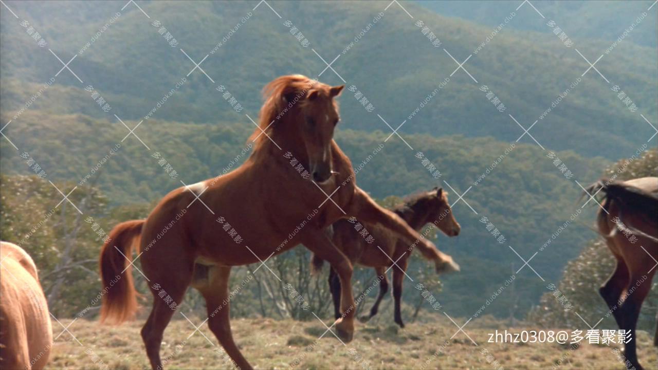 银驹（澳大利亚）The.Silver.Brumby.1993.720p.WEB-DL.H264.国英双语 (1).mkv_2026060.jpg