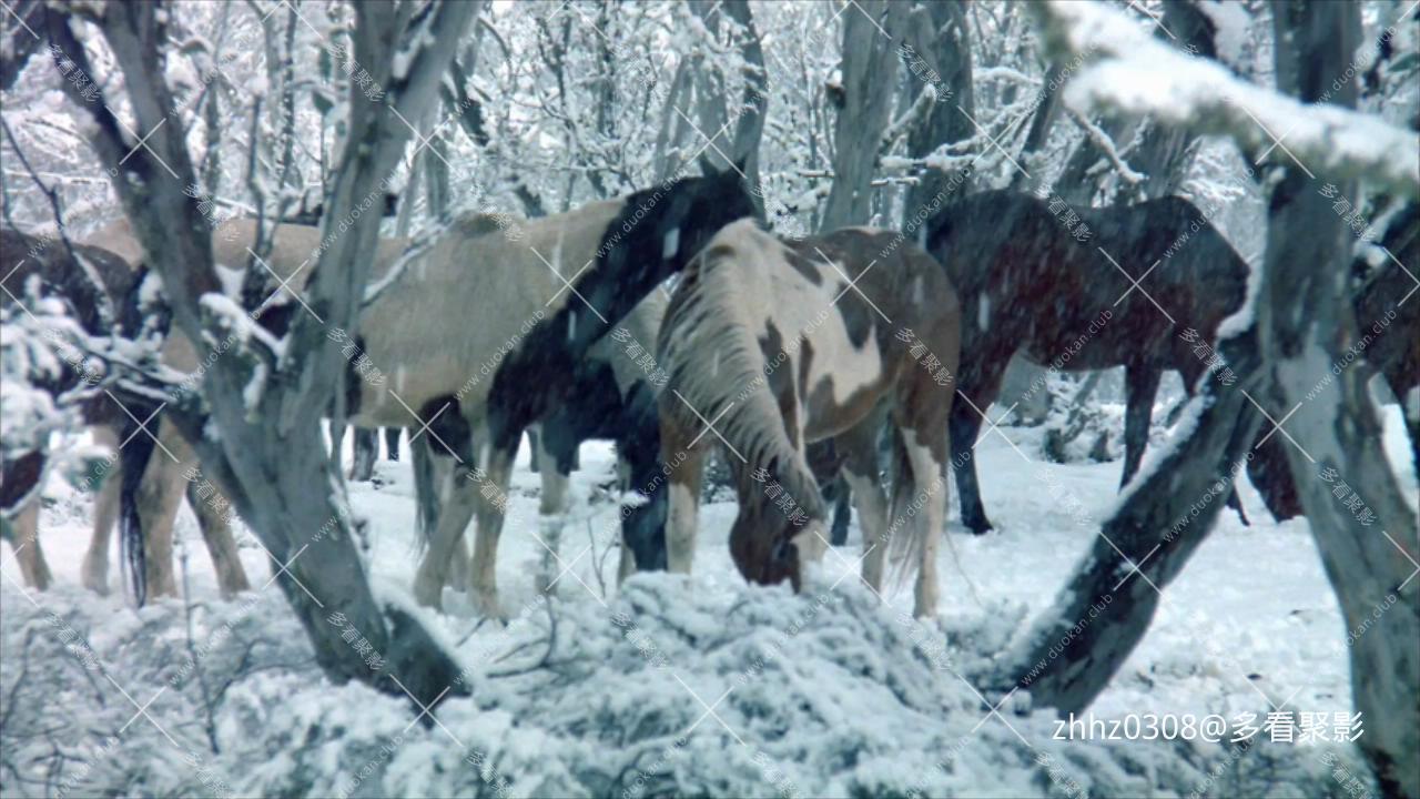 银驹（澳大利亚）The.Silver.Brumby.1993.720p.WEB-DL.H264.国英双语 (1).mkv_2026060.jpg