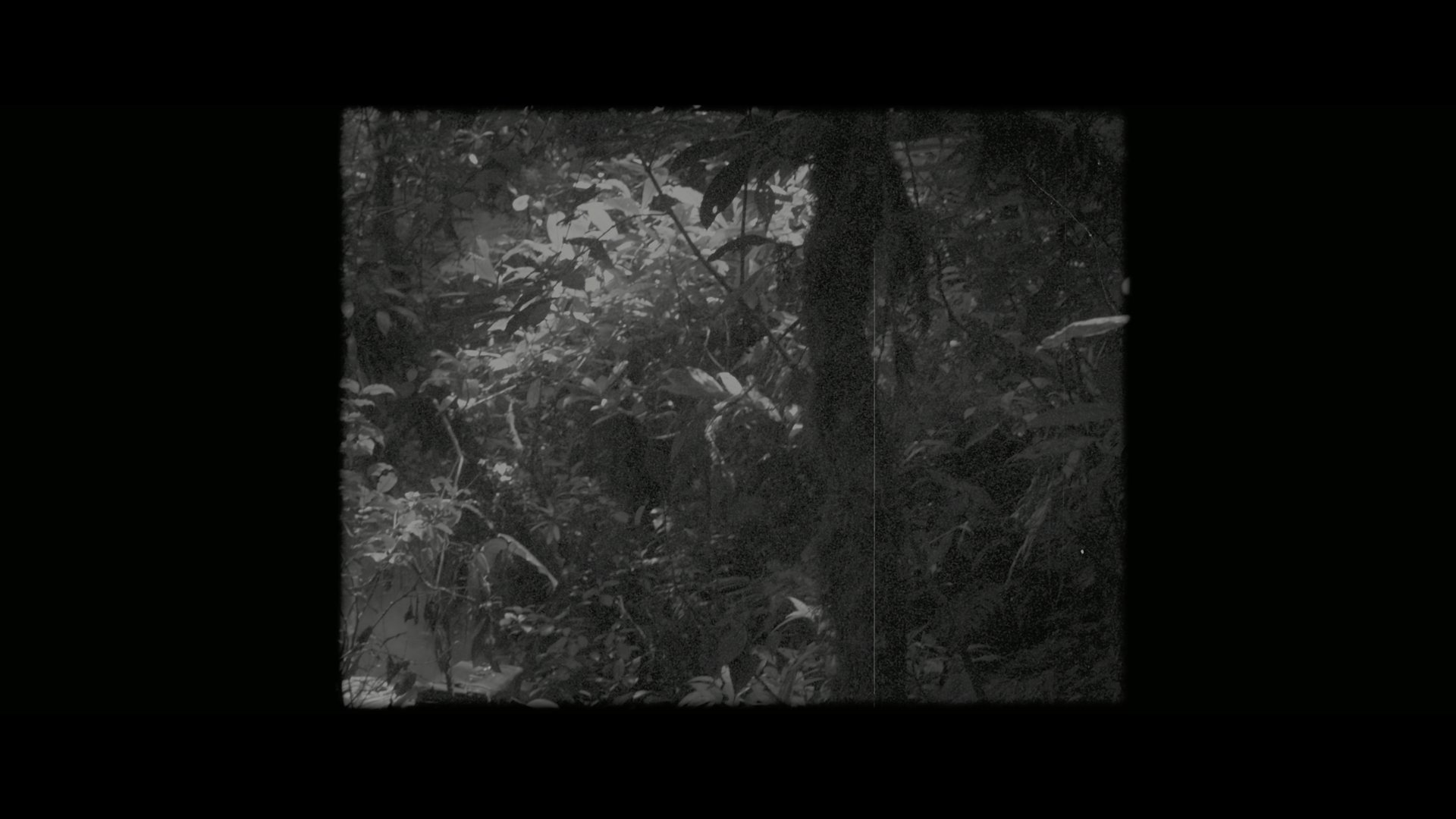 帕丁顿熊 (2014).mkv_000102.724.png