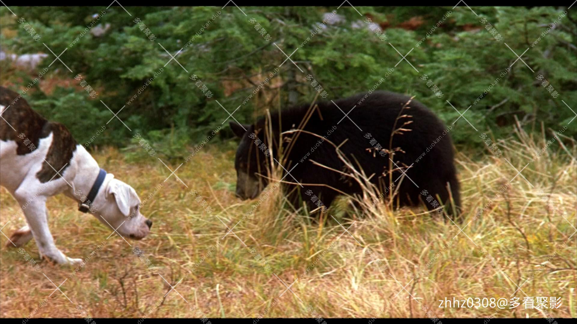 看狗在说话 Homeward Bound- The Incredible Journey (1993).mkv_20260612_151540909.jpg