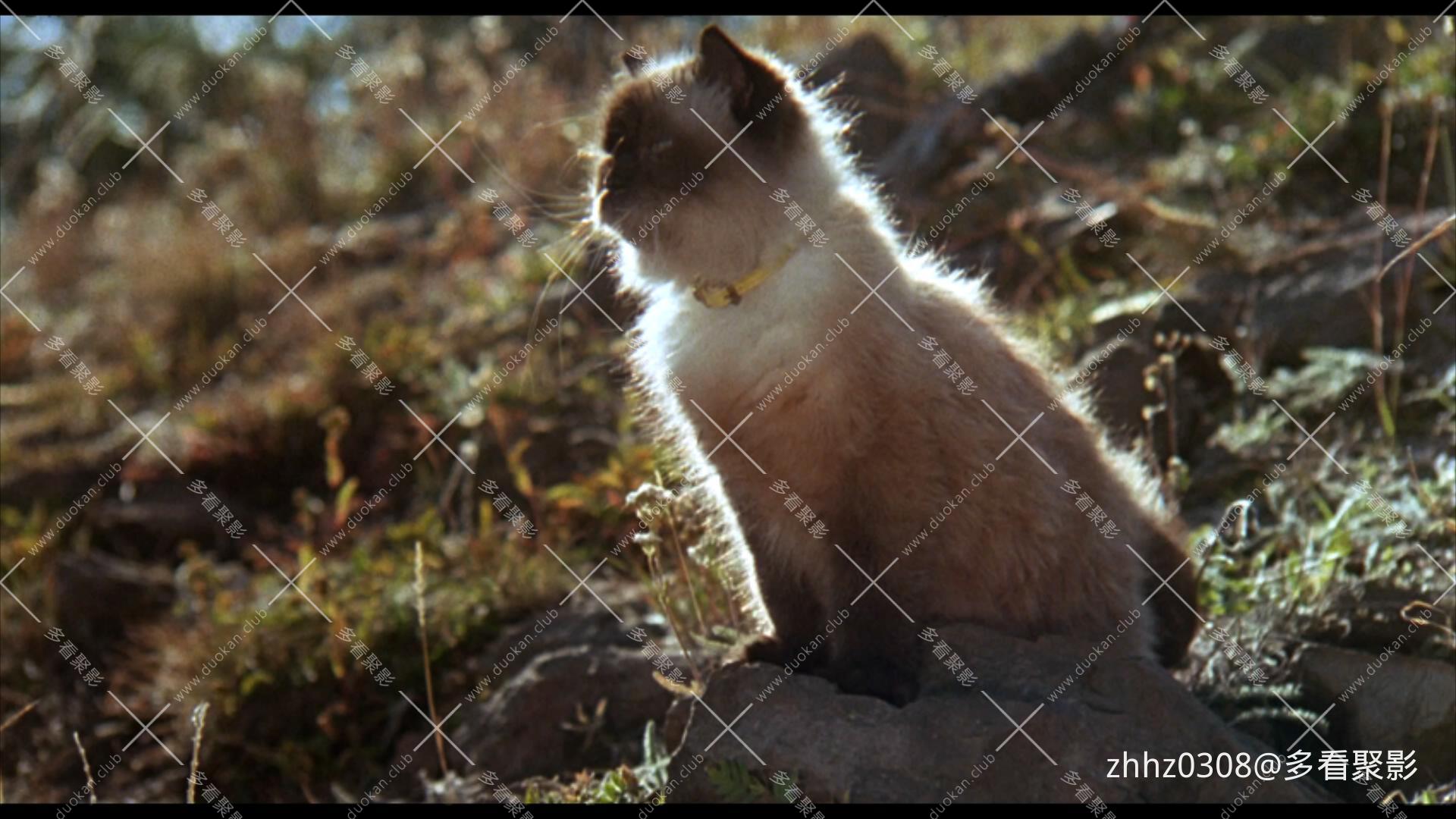 看狗在说话 Homeward Bound- The Incredible Journey (1993).mkv_20260612_151941211.jpg