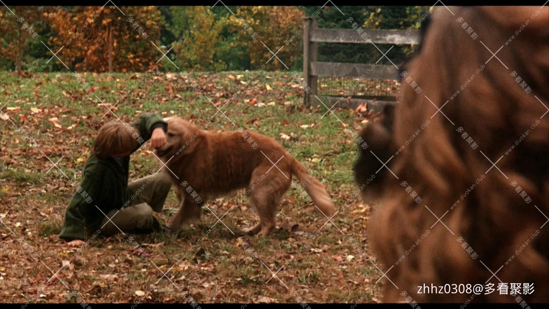 看狗在说话 Homeward Bound- The Incredible Journey (1993).mkv_20260612_152024283.jpg